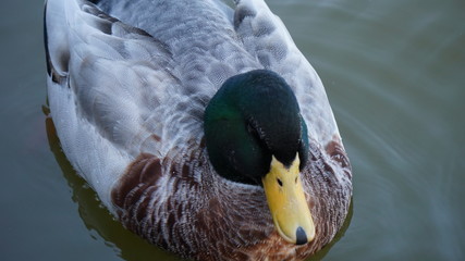 portrait of a duck