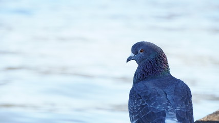 portrait of a pigeon