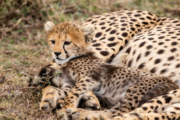 Fototapeta na wymiar Cheetah Cub
