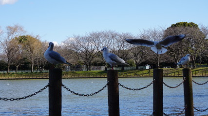 bird on fence