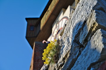 Flower at the wall and the clocktower of Graz, the town's landmark, in the background