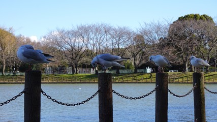fence on the beach