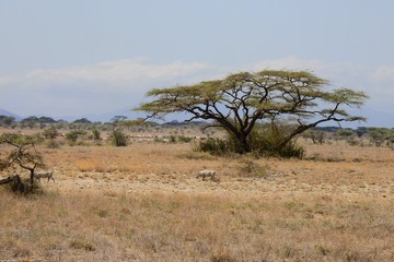 Landschaft vom Samburu Nationalpark Kenia