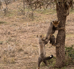 Cheetah Cubs Climbing Tree