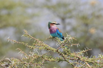 Gabelracke (Lilac breasted roller), Samburu Nationalpark Kenia