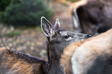 Obraz premium Great adult noble red female deer with big ears, Beautifully turned head. European wildlife landscape with deer stag. Portrait of lonely deer at forest background. Shot in zoo.