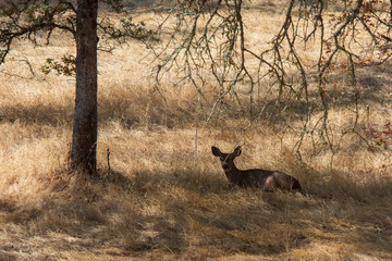 Female doe deer laying in the shade .