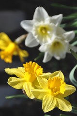 Obraz na płótnie Canvas Springtime Garden Flowers in Yellow and White