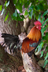 Colorful rooster, wild, Maui