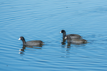 Fototapeta premium American coots swimming on water .