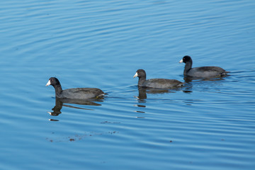 American coots swimming on water .