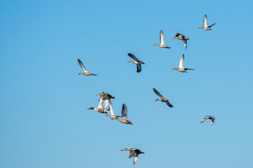 Northern shoveler duck flock taking flight .