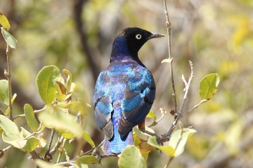 Dreifarben-Glanzstar (Lamprotornis superbus) Samburu Nationalpark Kenia