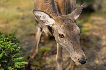 Great adult noble red female deer with big ears, Beautifully turned head. European wildlife landscape with deer stag. Portrait of lonely deer at forest background. Shot in zoo.