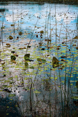 Lilypads