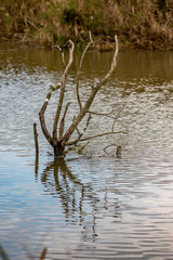 Dry river water tree branch in a lake, calm water, late autumn with pastel colors. White marks from birds droppings. Photograph taken near Maritsa river valley, Bulgaria, cloudy day