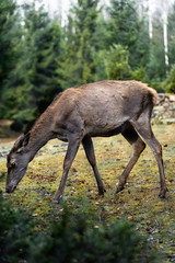 Great adult noble red female deer with big ears, Beautifully turned head. European wildlife landscape with deer stag. Portrait of lonely deer at forest background. Shot in zoo.