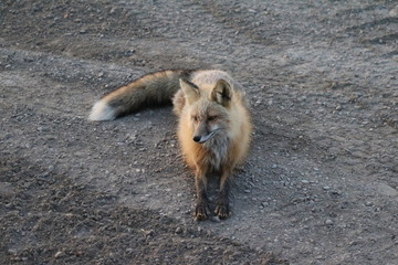 Vixen Red Fox (Vulpes vulpes)  - Steamboat, British Columbia, Canada