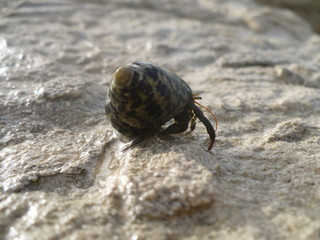 snail on leaf