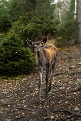Great adult noble red female deer with big ears, Beautifully turned head. European wildlife landscape with deer stag. Portrait of lonely deer at forest background. Shot in zoo.