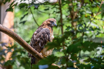 Golden Eagle perched on a branch in the forest