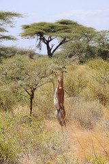 Giraffengazelle beim Fressen, Samburu Nationalpark Kenia