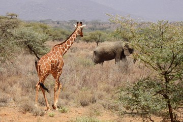 Naklejka na ściany i meble Giraffen im Samburu Nationalpark in Kenia