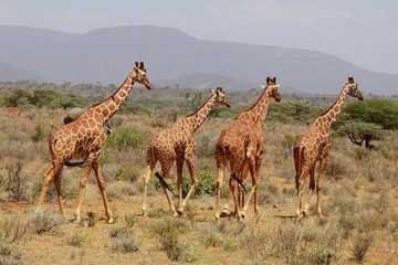 Giraffen im Samburu Nationalpark in Kenia