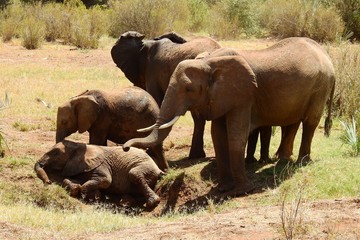 Gruppe Elefanten auf dem Weg aus dem Wasserloch, Samburu Nationalpark, Kenia © Daniela