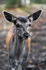 Great adult noble red female deer with big ears, Beautifully turned head. European wildlife landscape with deer stag. Portrait of lonely deer at forest background. Shot in zoo.