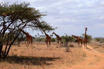 Fototapeta na wymiar Gruppe von Giraffen spaziert durch den Samburu National Park in Kenia