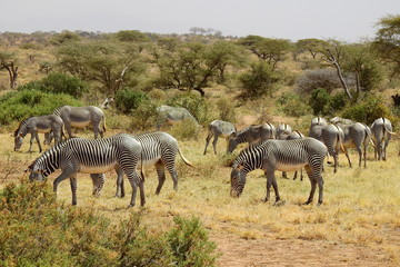 Fototapeta na wymiar Zebra im Samburu Nationalpark, Kenia