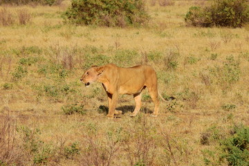 Fototapeta na wymiar Löwin wandert durch den Samburu National Park