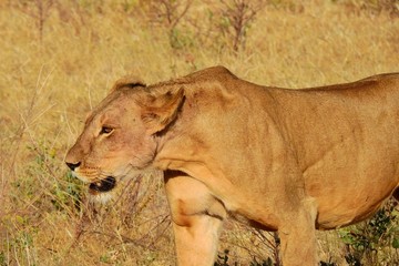 Löwin wandert durch den Samburu National Park