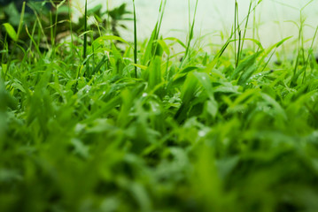 green grass with water drops