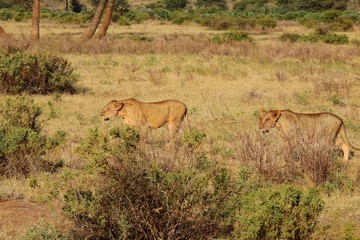 Fototapeta na wymiar Löwin wandert durch den Samburu National Park