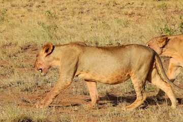 Löwin wandert durch den Samburu National Park
