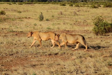 Löwin wandert durch den Samburu National Park
