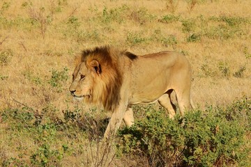 Löwe in der Abendsonne, Samburu Nationalpark, Kenia