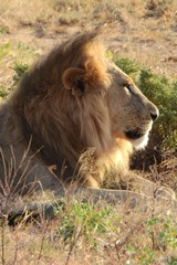 Löwe in der Abendsonne, Samburu Nationalpark, Kenia