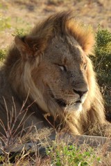 Löwe in der Abendsonne, Samburu Nationalpark, Kenia