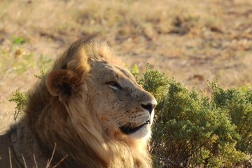 Löwe in der Abendsonne, Samburu Nationalpark, Kenia