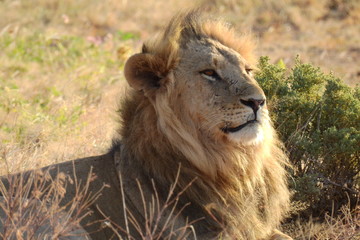 Löwe im Samburu National Park, Kenya