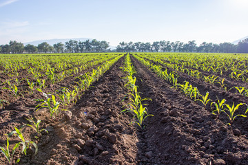 Tierra arada con crecimiento de caña y pequeñas plantas y cielo azul