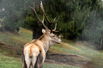 Great adult noble red male deer with big horns, Beautifully turned head. European wildlife landscape with deer stag. Portrait of lonely deer with big antlers at forest background. Shot in zoo.