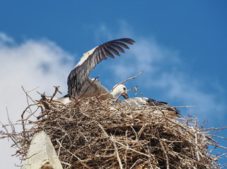 Stork in the nest