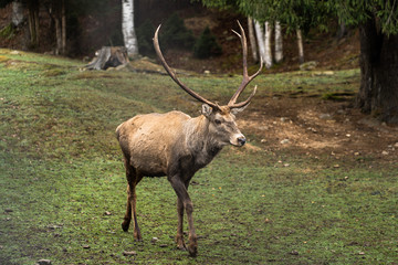 Naklejka na ściany i meble Great adult noble red male deer with big horns, Beautifully turned head. European wildlife landscape with deer stag. Portrait of lonely deer with big antlers at forest background. Shot in zoo.