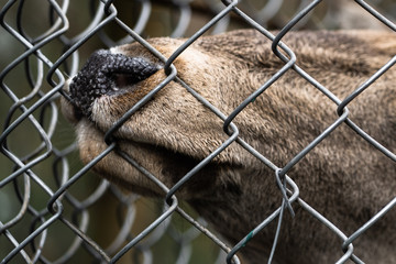 Great adult noble red male deer with big horns, Beautifully turned head. European wildlife landscape with deer stag. Portrait of lonely deer with big antlers at forest background. Shot in zoo.