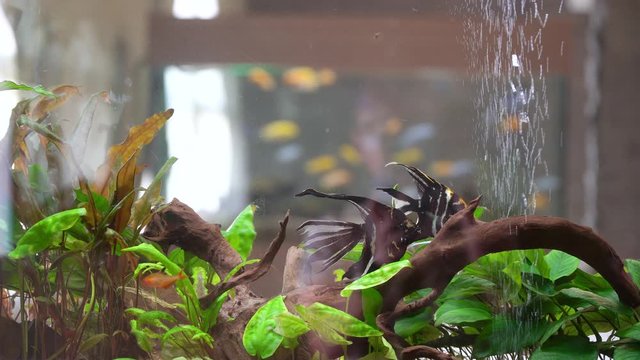 Underwater colorful tropical fishes in the aquarium