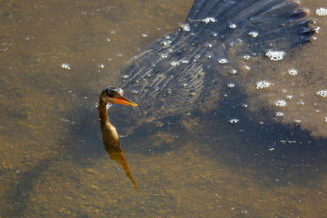 an anhinga bird in the water